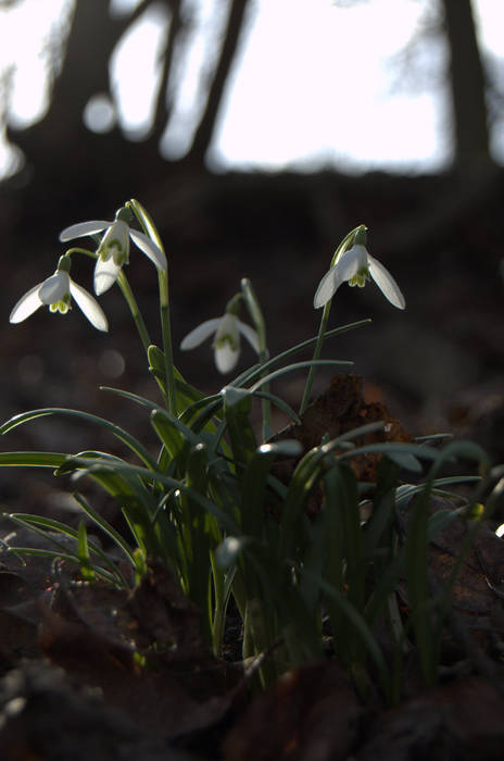 Scandinavian Spring